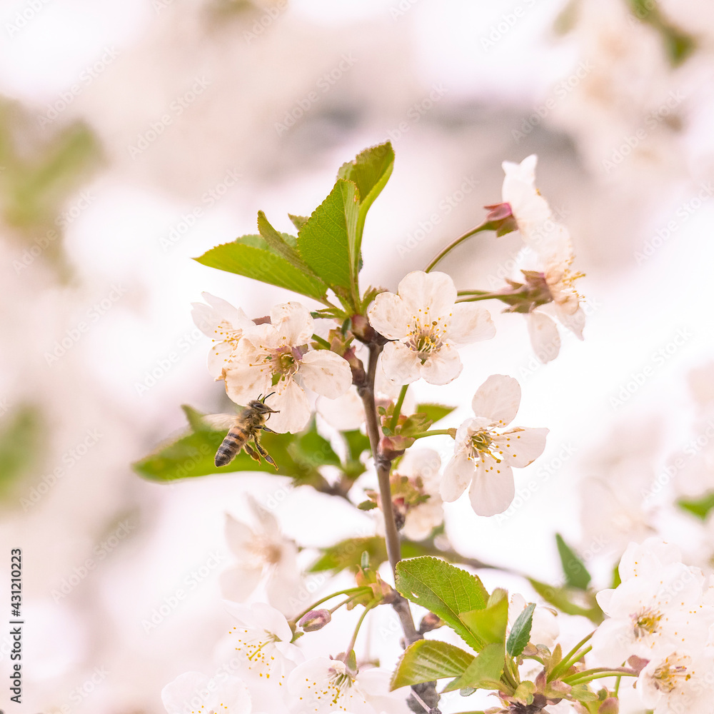 Obraz premium flowering branches of sour cherry tree with white flowers and bees