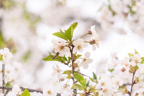 flowering branches of sour cherry tree with white flowers and bees