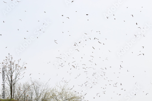 Colony of swallows in flight  Sand Martin breeding  flock of birds  riparia riparia  