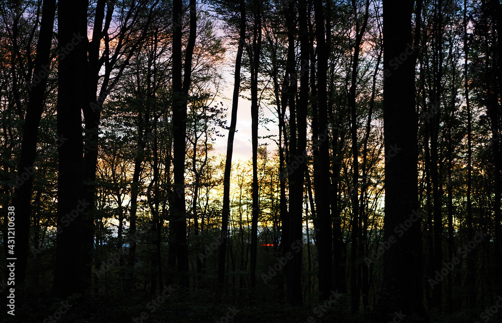 Sonnenuntergang durch Wald