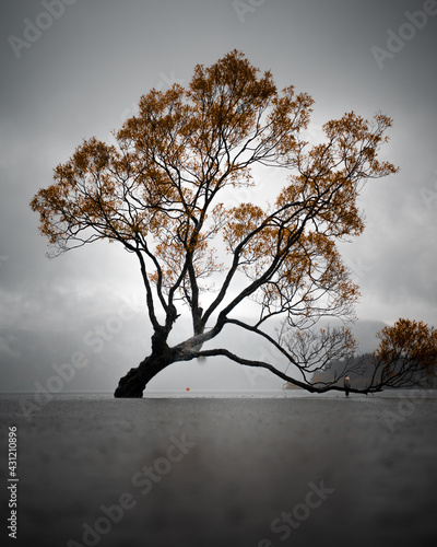 Canvas Print Tilt tall tree in water with dry orange leaves and birds resting on its branches