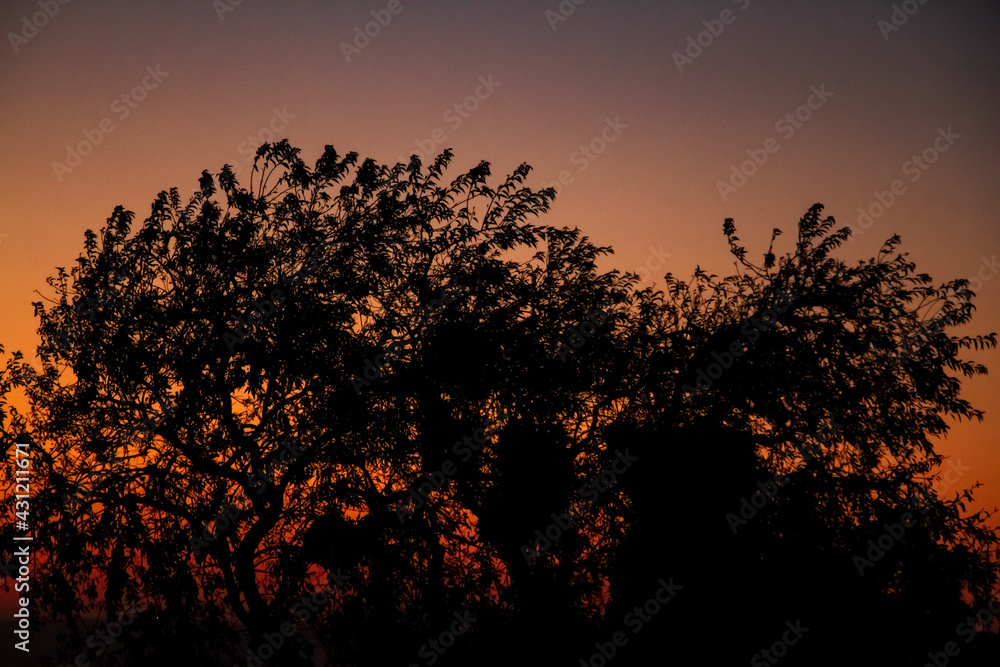 Silhouette of a tree Silhouette of a tree