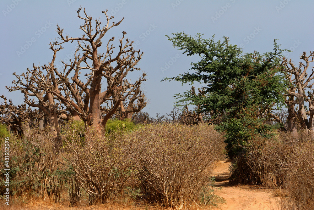foret de baobab au Sénégal région de thies
