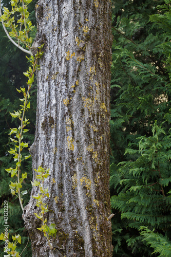 yellow lichens and moss on poplar trunk