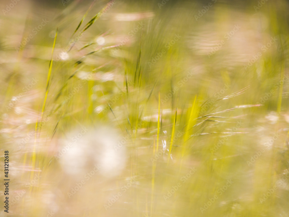 herbs and grasses background - blur and depth of field - golden hour - nature and ecology