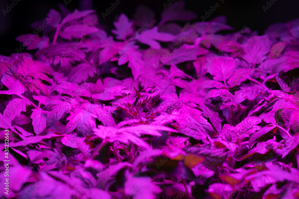 vegetable seedlings under LED lighting