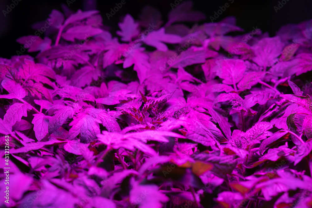 vegetable seedlings under LED lighting vegetable seedlings under LED lighting