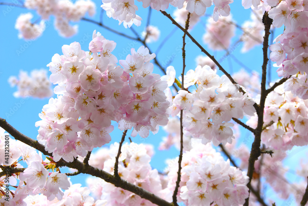 Fototapeta premium Cherry Blossoms
