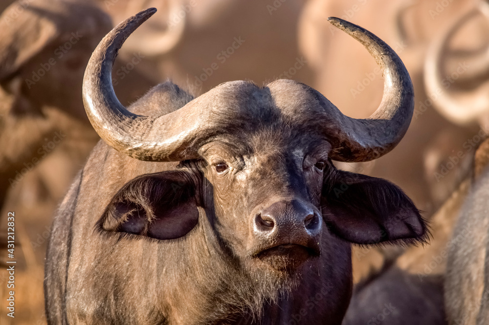 Fototapeta premium Wonderful portrait of Kenya buffalo. Tsavo West National Park. Kenya