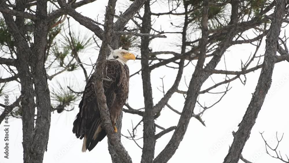 Bald Eagle perched in a pine tree Bald Eagle perched in a pine tree