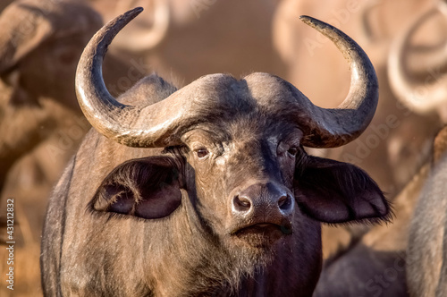 Wonderful portrait of Kenya buffalo. Tsavo West National Park. Kenya