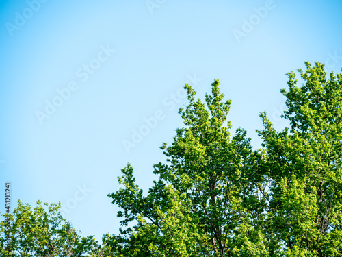 Spring branch and foliage against blue sky and clouds - free place to copy text - copy space