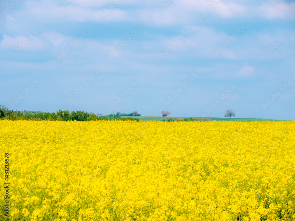 Landscape with a rapeseed field with yellow flowers in the foreground, and the French countryside in the background
