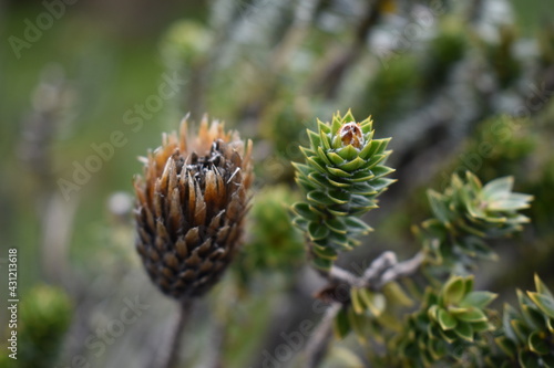 close up of pine andean cones