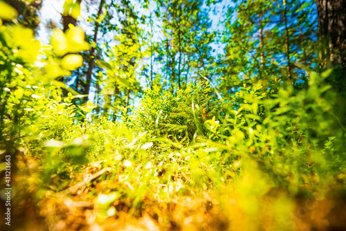 View from under the grass in the forest. Beautiful nature. Sunlight passes through the foliage. Blue sky. Russia  Europe.