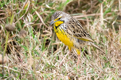Yellow-throated longclaw. Nairobi National Park
