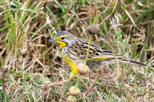 Yellow-throated longclaw. Nairobi National Park