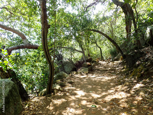 Jungle