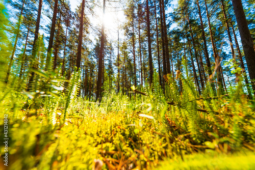 View from under the grass in the forest. Beautiful nature. Sunlight passes through the foliage. Blue sky. Russia, Europe.