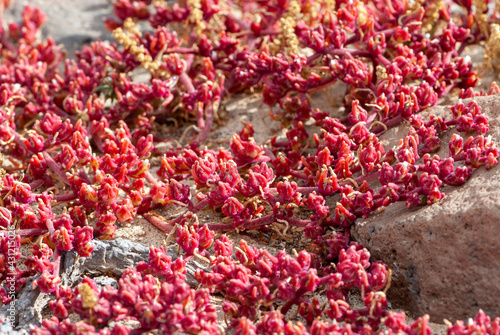 Close-up african red aizoaceae or ice plant in nature park of Jandia photo