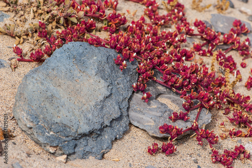 Close-up african red aizoaceae or ice plant in nature park of Jandia photo