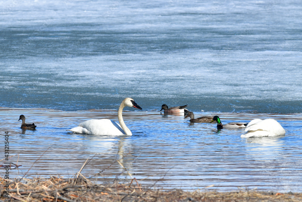 Migratory waterfowl gather in the open water of a thawing Reflections Lake, Alaska Migratory waterfowl gather in the open water of a thawing Reflections Lake, Alaska