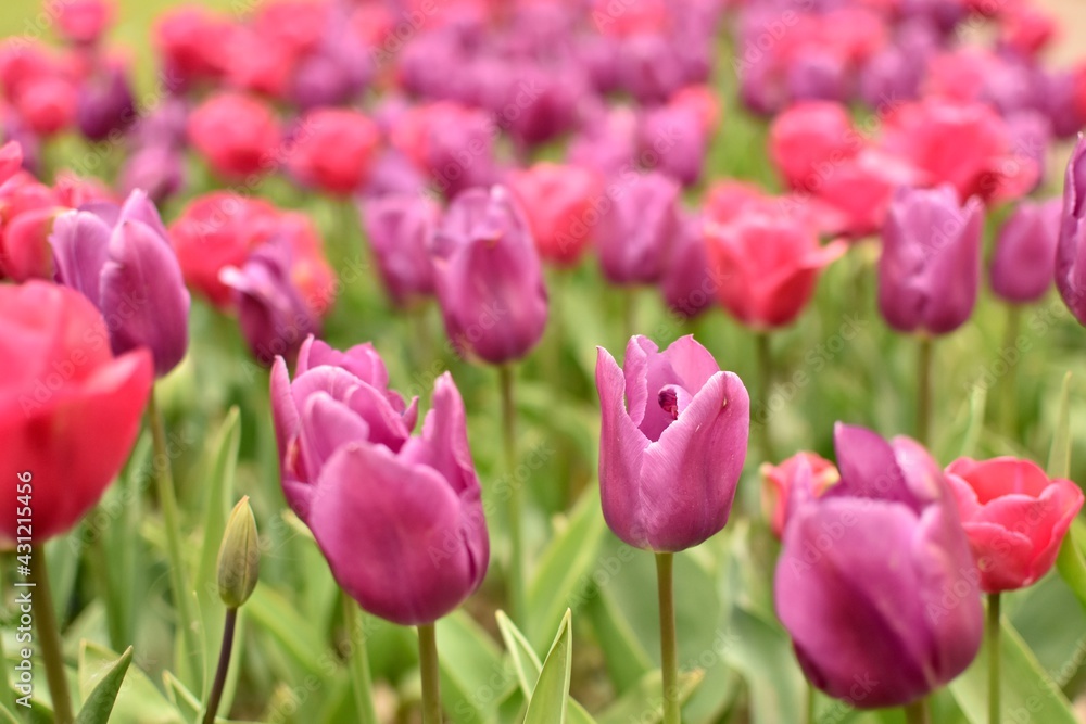 pink tulips in the garden