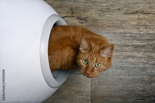 Cute red cat looking curious out of a self-cleaning litter box, seen directly from above.	