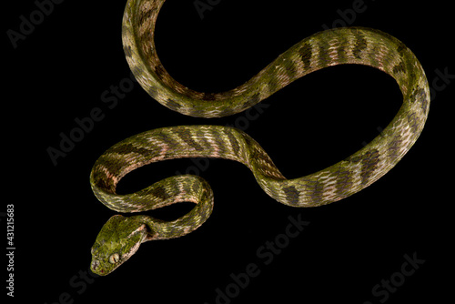 Bengkulu cat snake (Boiga bengkuluensis)