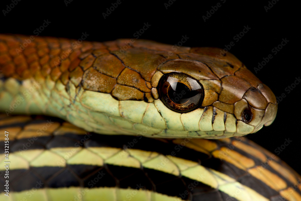 Striped bronzeback (Dendrelaphis caudolineatus) Striped bronzeback (Dendrelaphis caudolineatus)