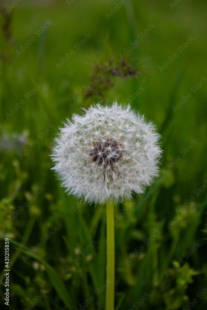 dandelion in the grass dandelion in the grass