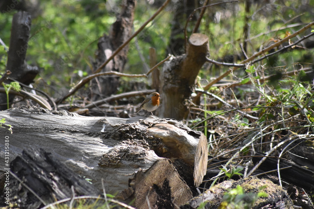 Obraz premium Beautiful birds enjoying the spring time warmth in Epping forest.