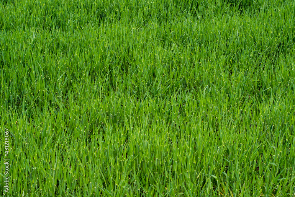 Grass pattern in the field near Ljubljana, Slovenia