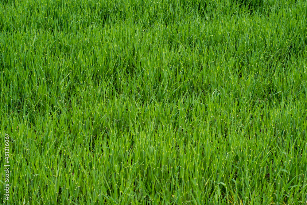 Obraz premium Grass pattern in the field near Ljubljana, Slovenia