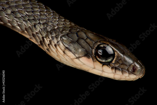 White-bellied rat snake (Ptyas fusca)