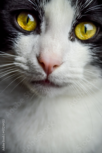 portrait of a beautiful young black and white cat with yellow eyes and pink nose