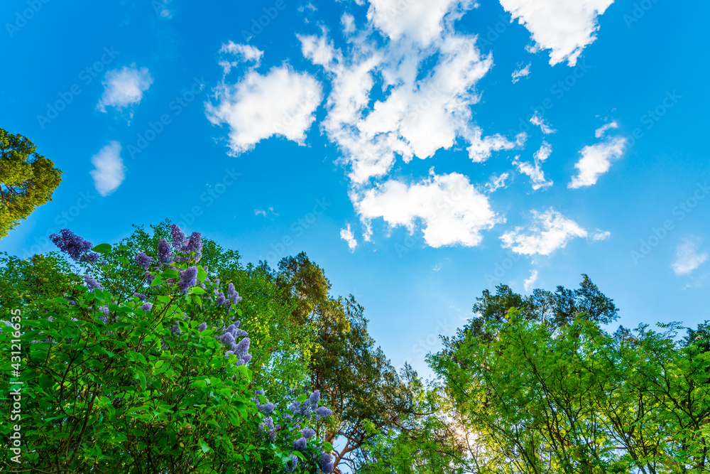 The sky with the tops of trees. View up from ground level. Beautiful nature. Mixed forest. Blue sky with clouds. Russia, Europe.