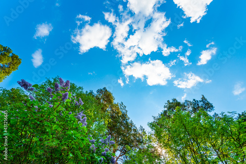 Fototapeta Naklejka Na Ścianę i Meble -  The sky with the tops of trees. View up from ground level. Beautiful nature. Mixed forest. Blue sky with clouds. Russia, Europe.