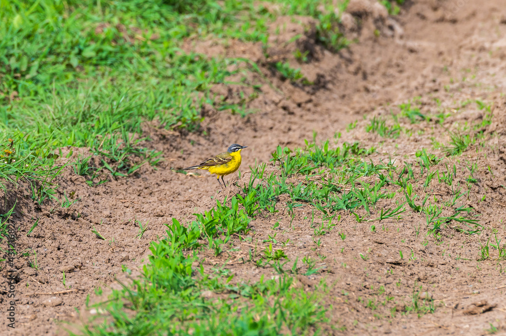 Schafstelze (Motacilla flava)