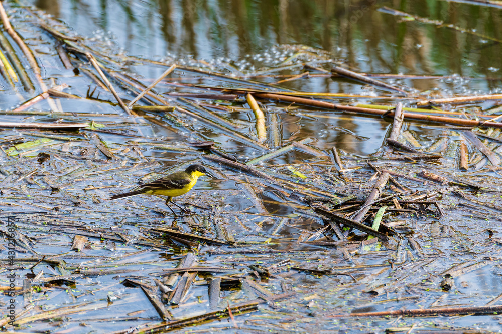 Schafstelze (Motacilla flava)