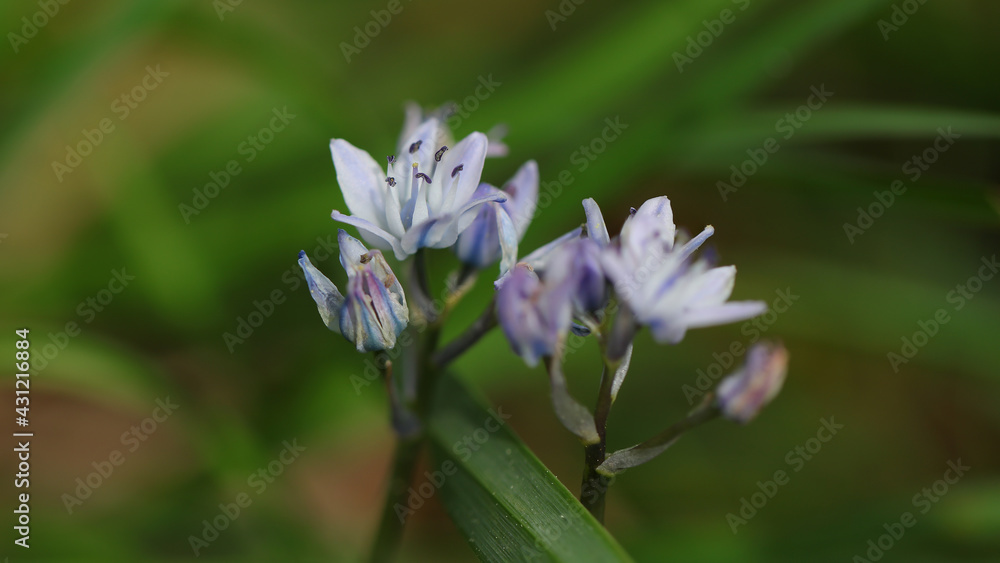 Flor Scilla en Cantabria, España Flor Scilla en Cantabria, España