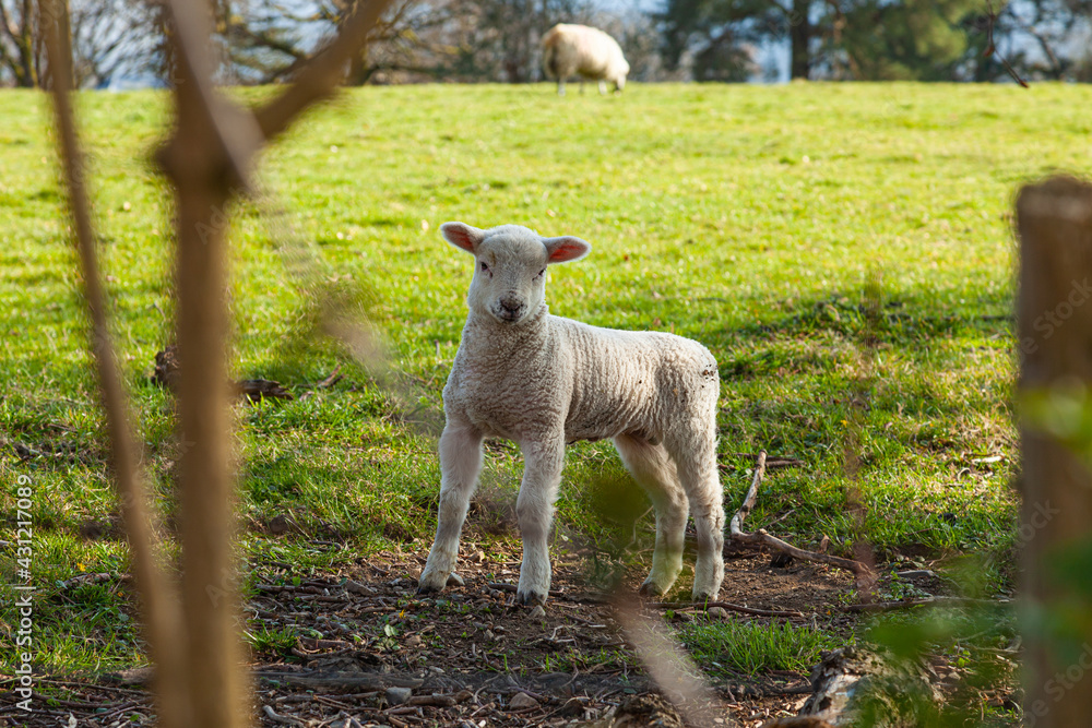 Sheep in Lake District, uk during lambing season Sheep in Lake District, uk during lambing season