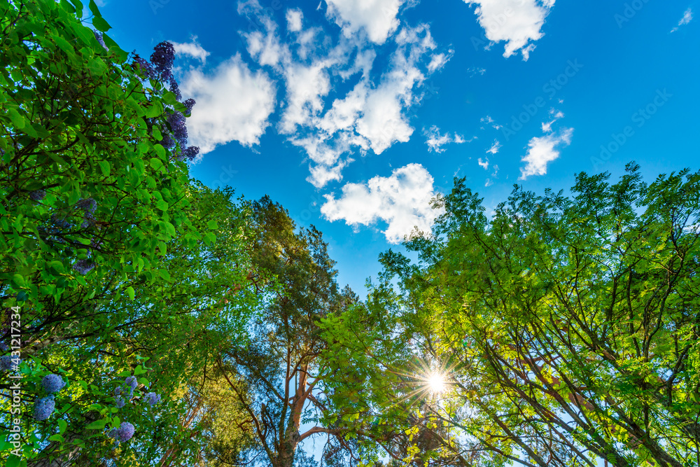 Obraz premium The sky with the tops of trees. View up from ground level. Beautiful nature. Mixed forest. Blue sky with sun and clouds. Russia, Europe.