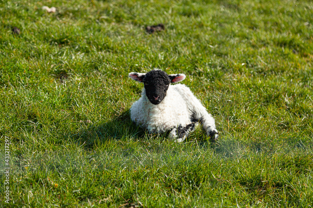 Sheep in Lake District, uk during lambing season Sheep in Lake District, uk during lambing season