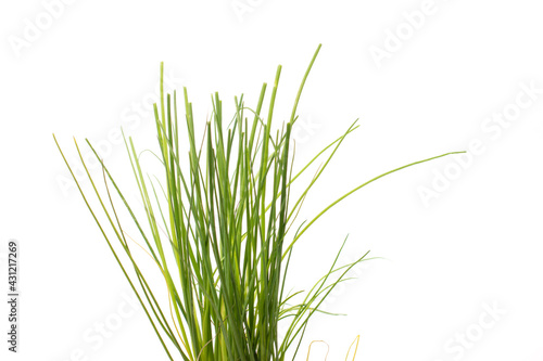 Aromatic Chives plant