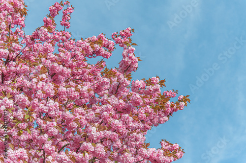Blooming sakura in spring. Japanese cherry flowers close-up.