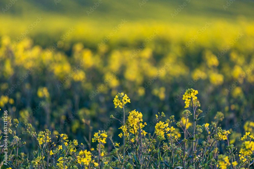 Fototapeta premium Yellow Canola/Oilseed Rape Crops in the Evening Sunshine
