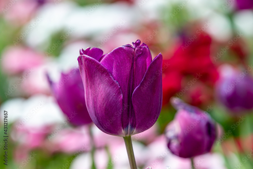 A close up of a purple tulip surrounded by other spring flowers A close up of a purple tulip surrounded by other spring flowers