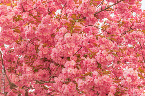 Blooming sakura in spring. Japanese cherry flowers close-up.