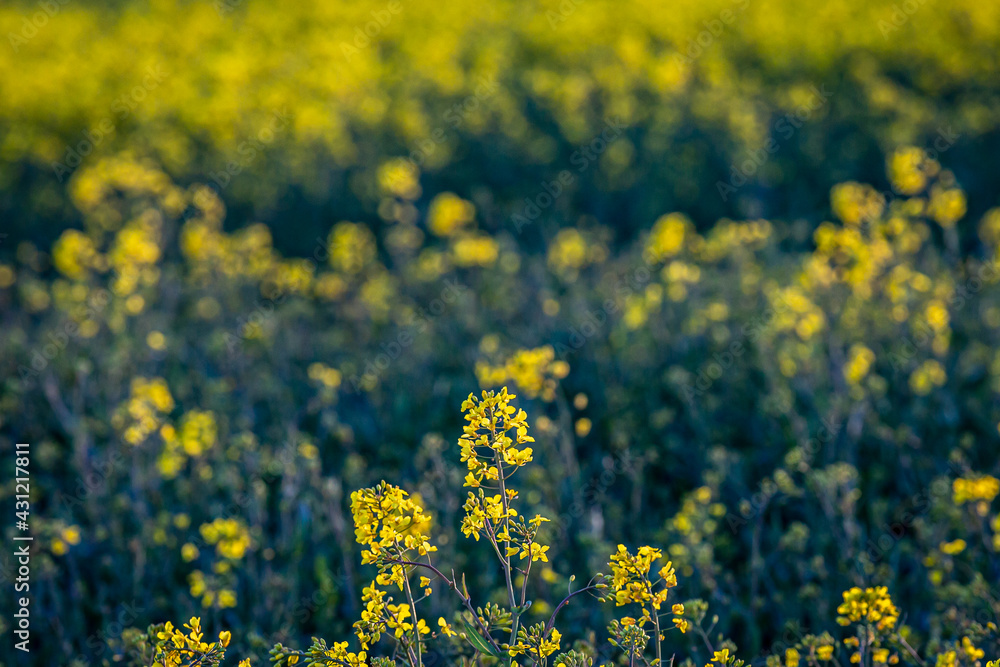 Yellow Canola/Oilseed Rape Crops in the Evening Sunshine Yellow Canola/Oilseed Rape Crops in the Evening Sunshine